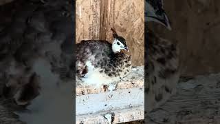 Most Adorable Peachick female peafowl peahen [upl. by Ilarin549]