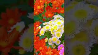 Beautiful colour flowersbeautyfulgarden beauty beautyflowerflowertypes flowers flowerrose 1m [upl. by Nagear]