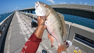 KEEPER MUTTONFlorida keys Bridge fishingmulti species day [upl. by Marcell]