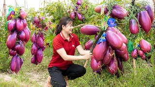 Harvesting Ripe Tomatoes for to cook delicious dishes  Harvesting and Cooking  Lý Tiểu Luyến [upl. by Tsuda]