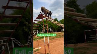 Malinois training for agility youtubeshorts pets trending viralvideo music shortsfeed [upl. by Akceber]