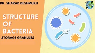 STRUCTURE OF BACTERIA  STORAGE GRANULES  MBBS  BDS  BSc MICROBIOLOGY [upl. by Debbie]