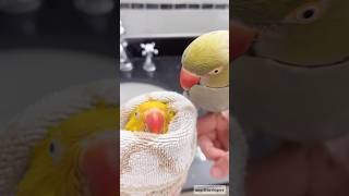 Green And Yellow Parrot  Parrot sounds shorts ytshorts birds parrot angelthevlogerr viral [upl. by Tahpos]