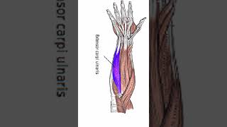 Anatomy Extensor Carpi Ulnaris shorts [upl. by Cesare]