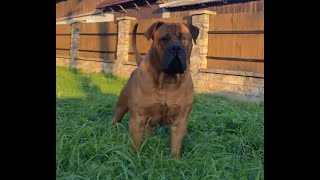 Boerboel vs Cane corso play football [upl. by Gow]