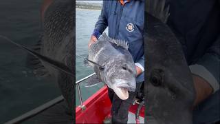 Monster fish tagging A beauty of a black musselcracker and a whopping spotted gully shark [upl. by Sula]