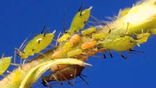 Aphid live birth and predation time lapse [upl. by Atiuqahs7]