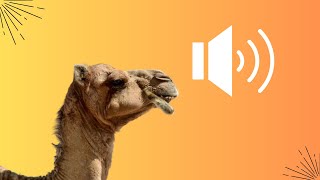 Dromedary Calls Voices of the Desert [upl. by Casandra]