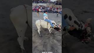 BANDIDO DE CELAYA 🆚 TORO REY TEZANO💥🐂 jaripeo shorts [upl. by Lila]