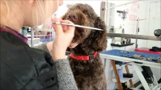 HOW TO GROOM A LABRADOODLES FACE [upl. by Ynehpets]