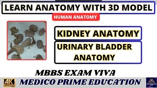 Kidney Anatomy  Urinary Bladder Anatomy  Real kidney  Abdominal organs mbbs [upl. by Flinn]