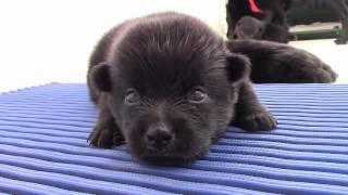 Sailing Schipperkes  First month of 3 puppies Schipperke [upl. by Koal]