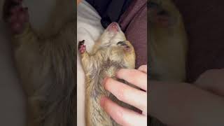 Sleepy Tuesday snuggles 🥰😴 prairiedog cuteanimals poppytheprairiedog [upl. by Klug]