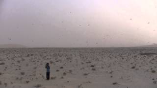 Feb 2013 Desert Locust Swarm [upl. by Otrebliw]