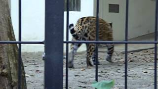 Jaguar  Zoo Antwerp [upl. by Nnylsoj536]