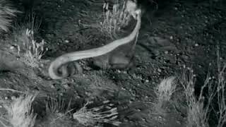 Kangaroo rat rat animals life love nature [upl. by Slyke]