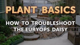 How to Troubleshoot the Euryops Daisy [upl. by Suolekcin]