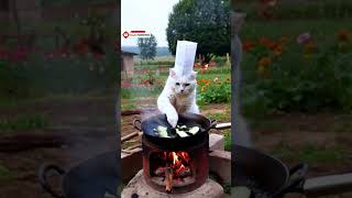 Cooked cat food shorts cat cute vagitable catlovers [upl. by Dam]