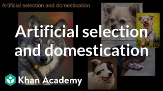 Artificial selection and domestication  Natural selection  AP Biology  Khan Academy [upl. by Rj]