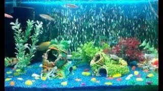 HOW MUCH IS TOO MUCH OXYGENATING YOUR AQUARIUM [upl. by Hathcock]