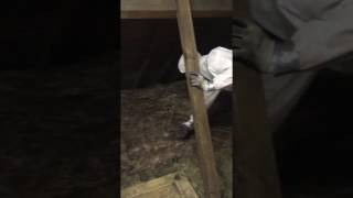 Rolling out loft insulation in the loft [upl. by Auhsuj]