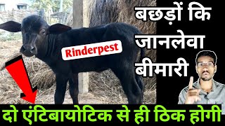 How to treat quotRINDERPESTquot in calf  बछड़ों में पोंकनी रोग का इलाज  Rinderpest disease in animals [upl. by Quinton94]