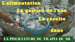 Les étapes pour réussir la pisciculture du tilapia du Nil  Partie 3 [upl. by Jannelle]