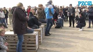 Zeehondjes vrijgelaten bij strand Renesse [upl. by Adnamahs23]