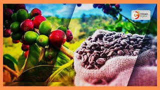 Farmers seek government intervention following new EU coffee regulations [upl. by Silohcin]