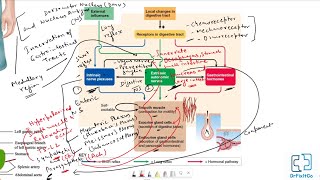 Anatomy and physiology of GIT  Gastrointestinal Tract  Digestive system  Physiology [upl. by Eannyl]