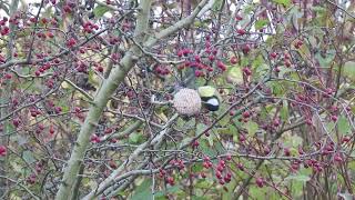 Sýkorka belasá  Cyanistes caeruleus alebo Parus caeruleus  a Sýkorka veľká  Parus major [upl. by Adekahs]