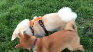 SHIBA INU IS PLAYING WITH AN AKITA INU [upl. by Relyks]