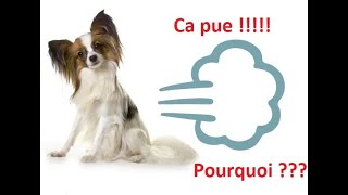 Mon chien pète tout le temps comprendre les flatulences dun chien [upl. by Lee]