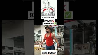 Upper Chest ❌ Clavicular Head ✅ chestexercises chestworkout chestday [upl. by Myrtia]