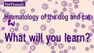 Haematology of the dog and cat [upl. by Hcurob]