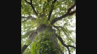 La légende des Arbres  Yves Duteil [upl. by Nasah573]