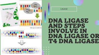 Ligase and T4 DNA ligase mechanism and steps involve in t4 ligase [upl. by Drazze]