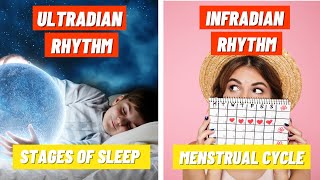 Stages of Sleep and the Menstrual Cycle  Ultradian amp Infradian Rhythms [upl. by Namharludba]