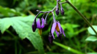 Poisonous Plants 121 Solanum dulcamara woody nightshade [upl. by Atte]