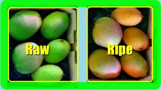 How To Ripen Mangoes Faster At Home 2 Quick Methods [upl. by Gerg]