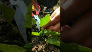 Spinach was planted somewhere and it was harvested nature farming spinach shorts [upl. by Awra981]