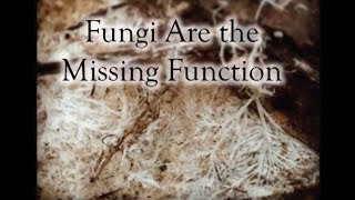 Fungi Are the Missing Permaculture Function [upl. by Drofliw]