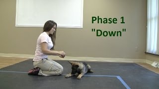 How to Train a dog to Lie quotDownquot K91com [upl. by Aneehsirk]