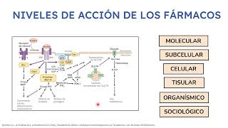 Farmacodinamia Parte 14  Docente Nicolás Loschiavo [upl. by Slaohcin]