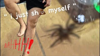 ARACHNOPHOBIC moves BIG TARANTULAS   HILARIOUS  🎉 HAPPY NEW YEAR [upl. by Laehcor942]