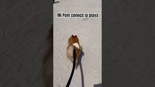 Otra noche en Miami miamibeach pomerania dog pom usa beach miami badbunny [upl. by Julina]