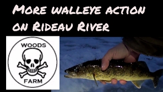 Full day of Ice Fishing on Rideau River [upl. by Donn457]