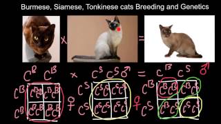 Burmese Siamese Tonkinese cats Breeding and Genetics [upl. by Mycah]