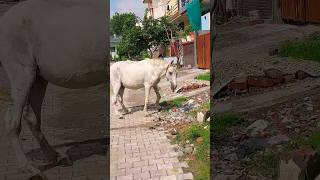 Horse Ride 🙉🙉 hobbledown Hounslow shorts viralshorts ytshorts fyp themepark amusementpark [upl. by Emily]