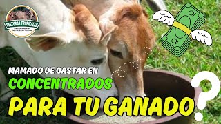 USO DE LEGUMINOSAS en ALIMENTACIÓN DEL GANADO bovino ganaderiacolombiana ganaderoscolombia [upl. by Lontson]